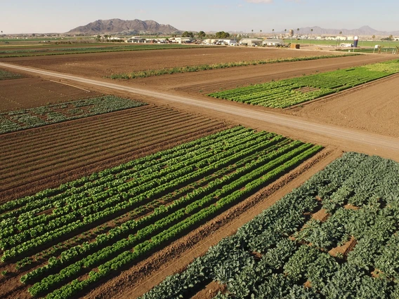 Aerial view of agricultural fields and crops in Southern Arizona with mountains in the background.