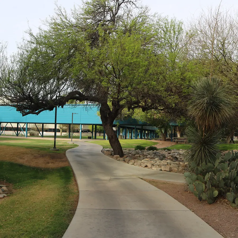 Shaded walking path with desert landscaping and native trees at UA Tech Park in Tucson.